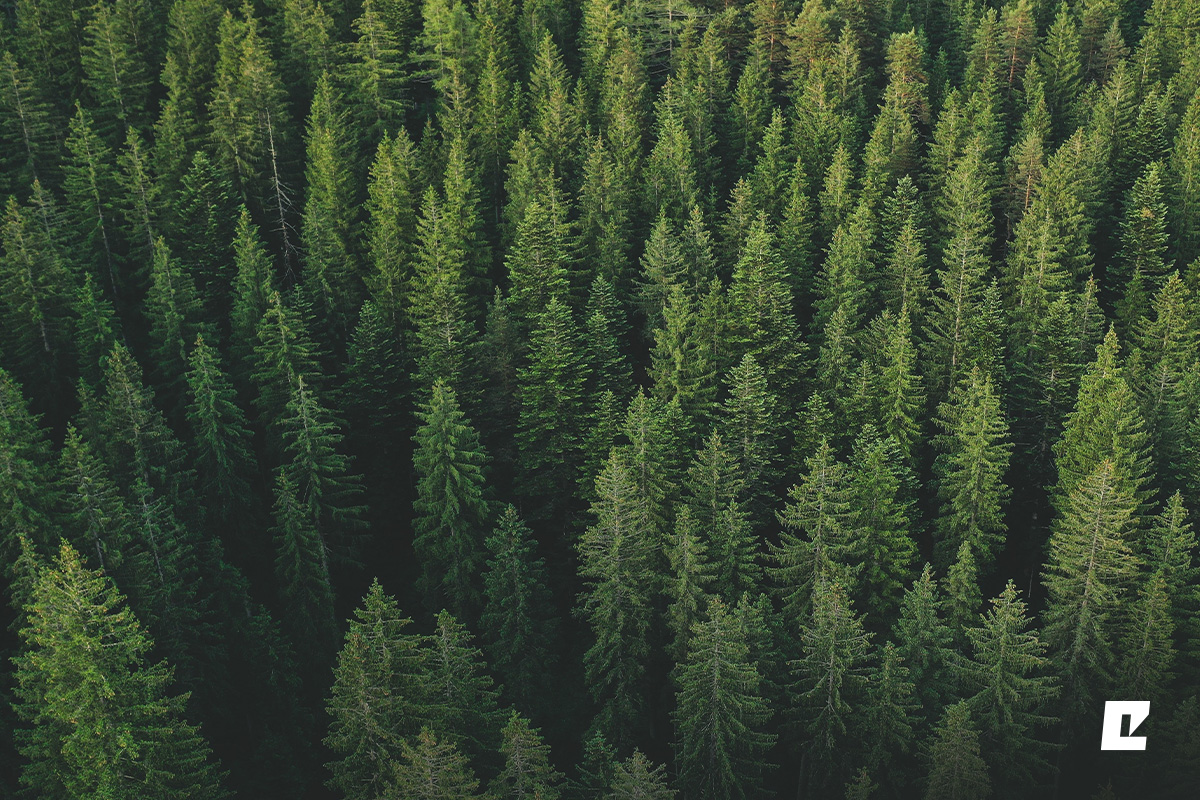 Eko-Okna: We are now FSC™ certified. Make a conscious investment in the future