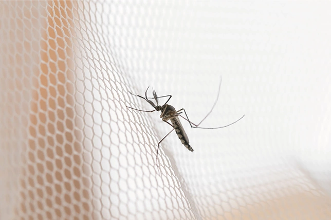 Mosquito nets and health: How window screen meshes protect against insect-borne diseases